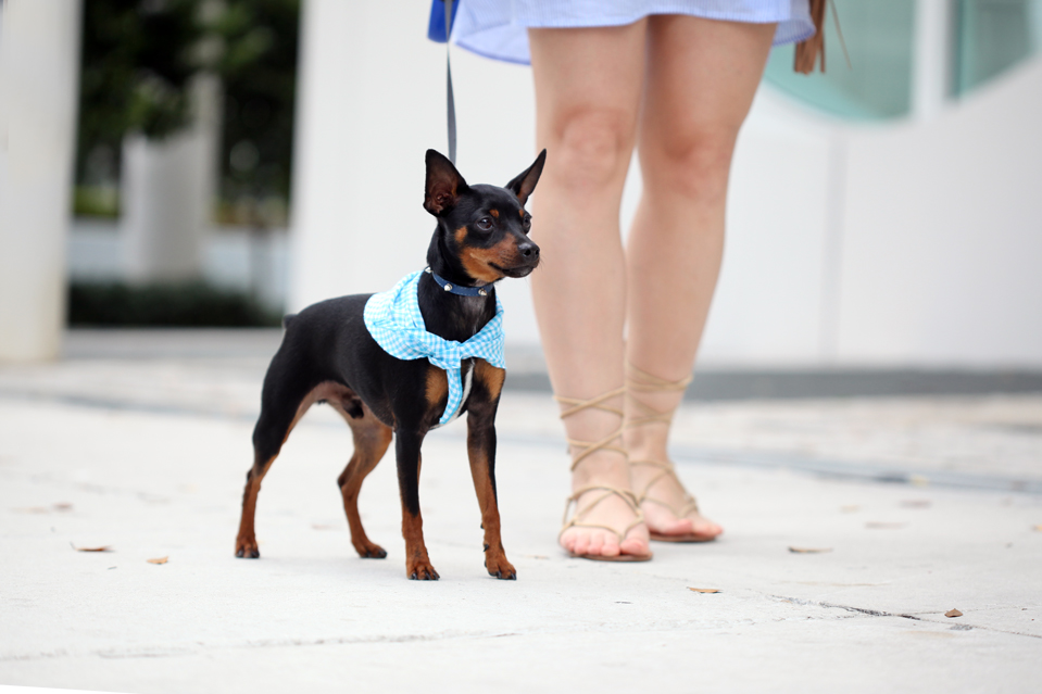 5-6-16-Blame-it-on-Mei-Miami-Fashion-Blogger-2016-Spring-Outfit-Look-Off-The-Shoulder-Dress-Stripes-Baublebar-Cannes-Earrings-Gucci-Soho-Crosbody-Lace-Up-Sandal-Miniature-Pinscher-4-1024